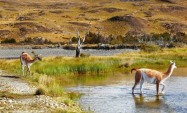 como-viajar-el-calafate-hacia-torres-del-paine