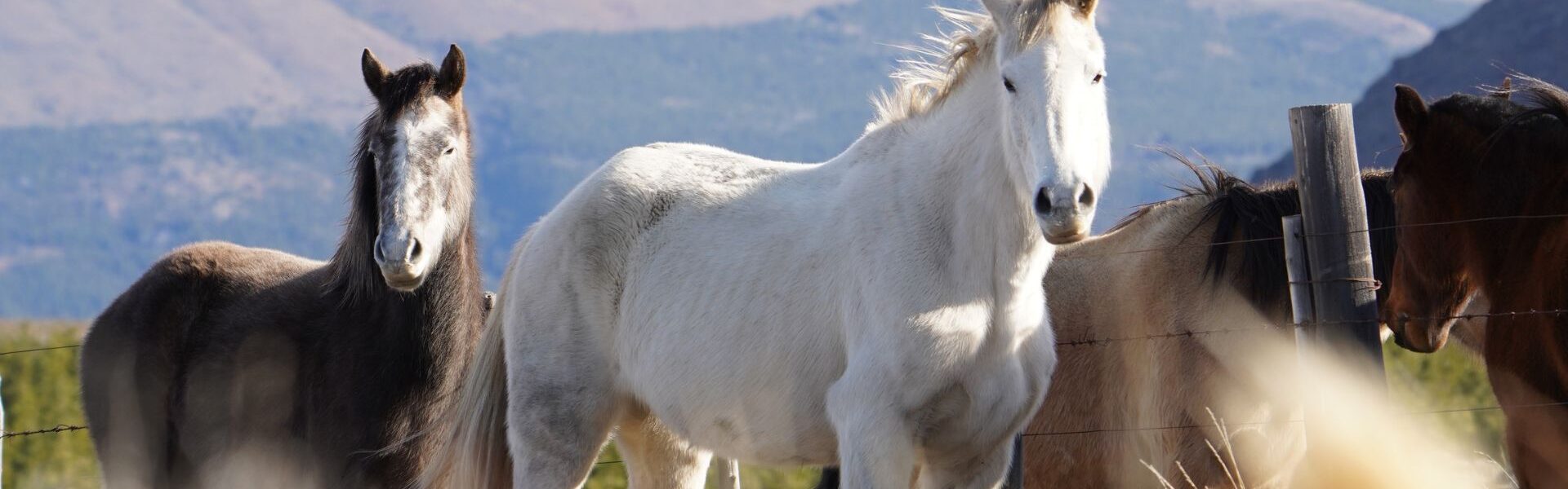 Cabalgata-el-calafate